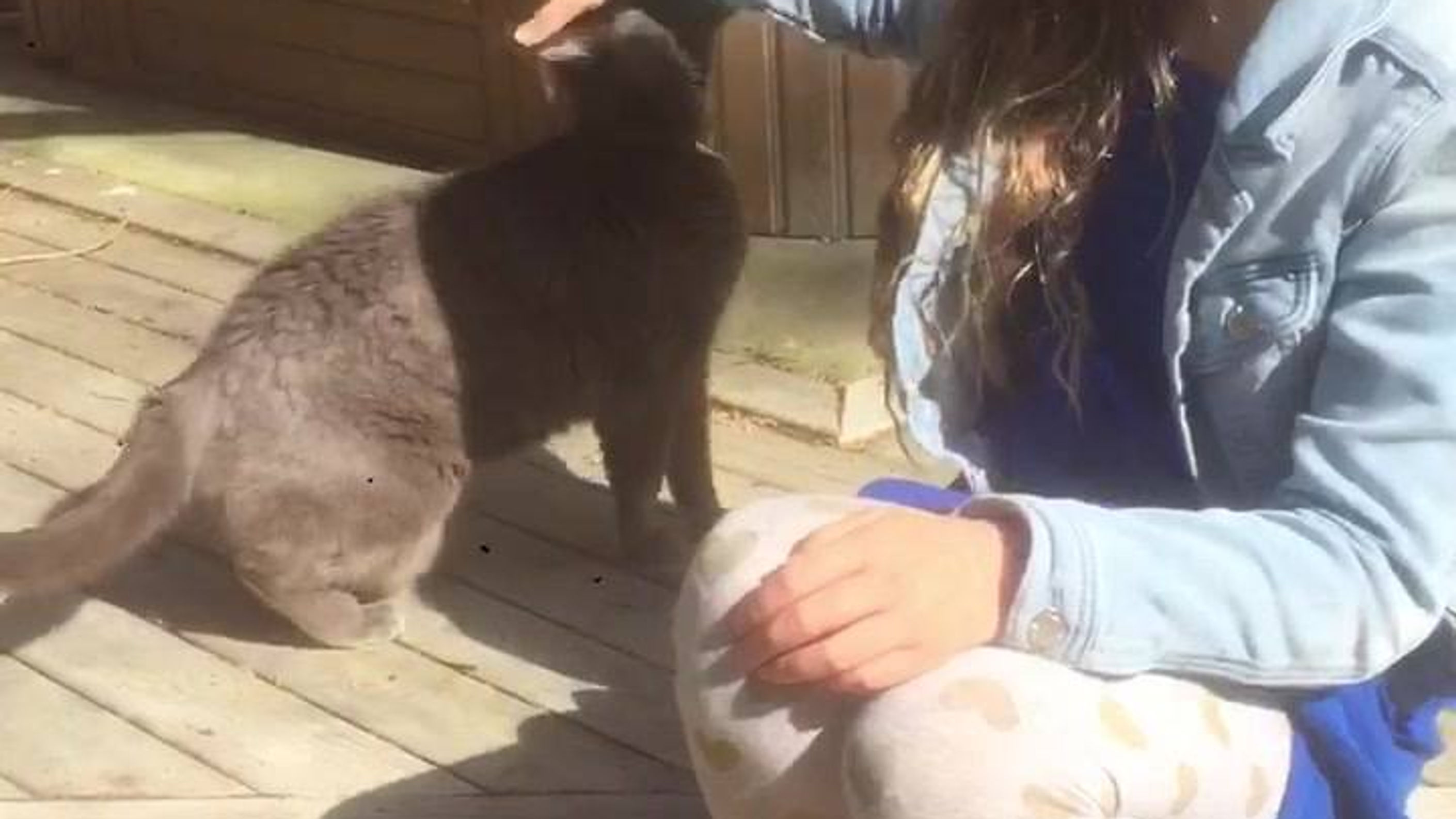 Paws and Feathers - Home Pet Care Service